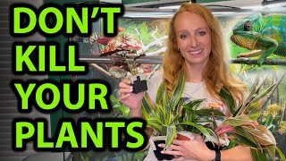 Tips for keeping plants in a chameleon enclosure
