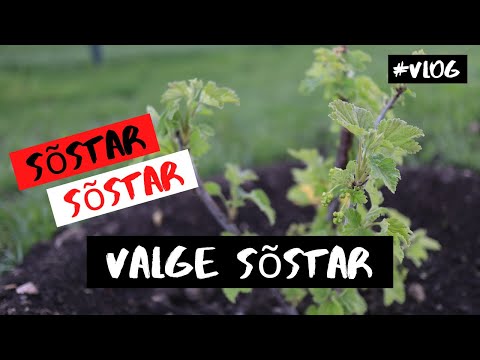 Video: Valge Sõstar