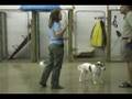 Dog Trainer Wilmington Delaware Dog Trainer Wilmington Delaware