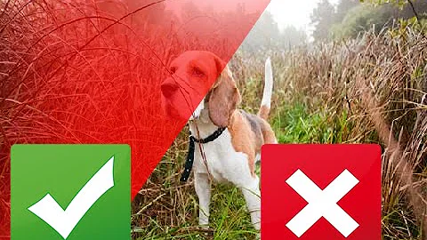 Top 5 Hunting Dog Breeds