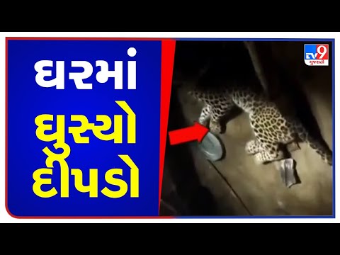 Residents panic as leopard enters a house in Dahod| TV9News