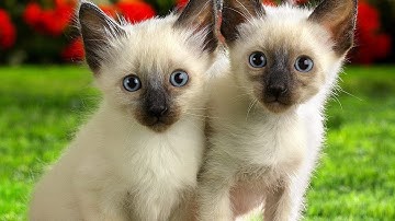 Animal Planet  :  Cats 101 ~ Siamese