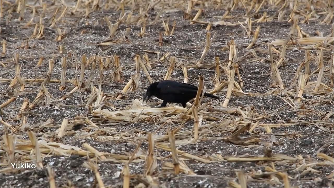 Corn eating Crows crow crows raven カラス 鳥鳴き声 corvids corvus YouTube