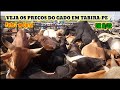 Feira do Gado em Tabira-PE dia 16/02 Parte 2 no Curral