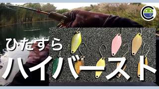 【初心者にもおすすめ】フォルテ　キックオンザフェスタ　ハイバースト　ノア 初心者にもおすすめ】フォルテ キックオンザフェスタ ハイ