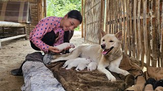 Download Lagu Hoang Thi Mai successfully delivered a litter of white puppies to a mother dog - Harvest Jackfruit MP3 Download Lagu Hoang Thi Mai successfully delivered a litter of white puppies to a mother dog - Harvest Jackfruit MP3