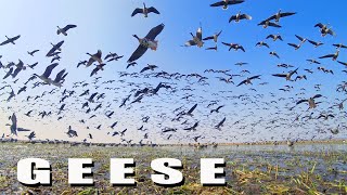 Geese. Large flock of birds in spring.