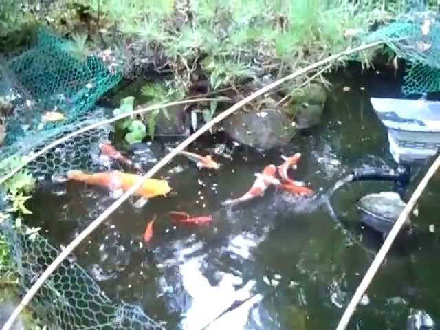 錦鯉の飼い方１ Youtube