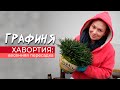 ХАВОРТИЯ - интерьерный цветок/пересадка/ КОНКУРС от Графини