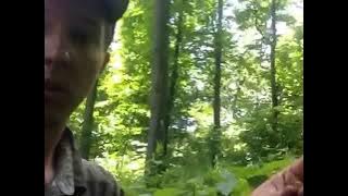 Harvesting Wood Nettle - Vitamins, Stings, and Remedies