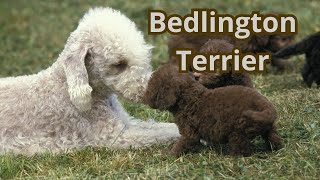 Bedlington Terrier: the cutest, bravest dog you'll ever see!