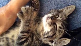 Kitten Ellie Purrs 'Rub My Belly!'