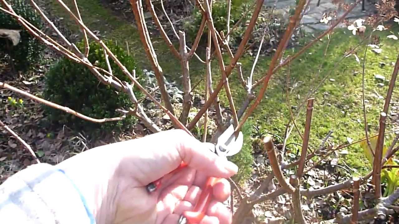 Hortensienschnitt - Hochstamm - YouTube