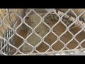 Kimberley saltwater crocodile numbers