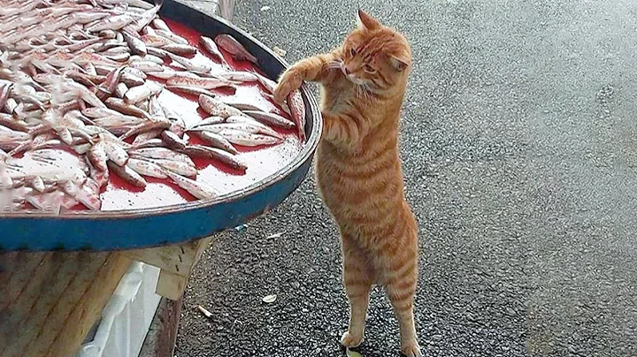 Video 11344781: cat kitten playing, enjoy funny cats, funniest cats, meow funniest, cute cat