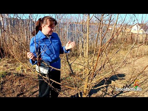 Весенняя обрезка яблони в деталях