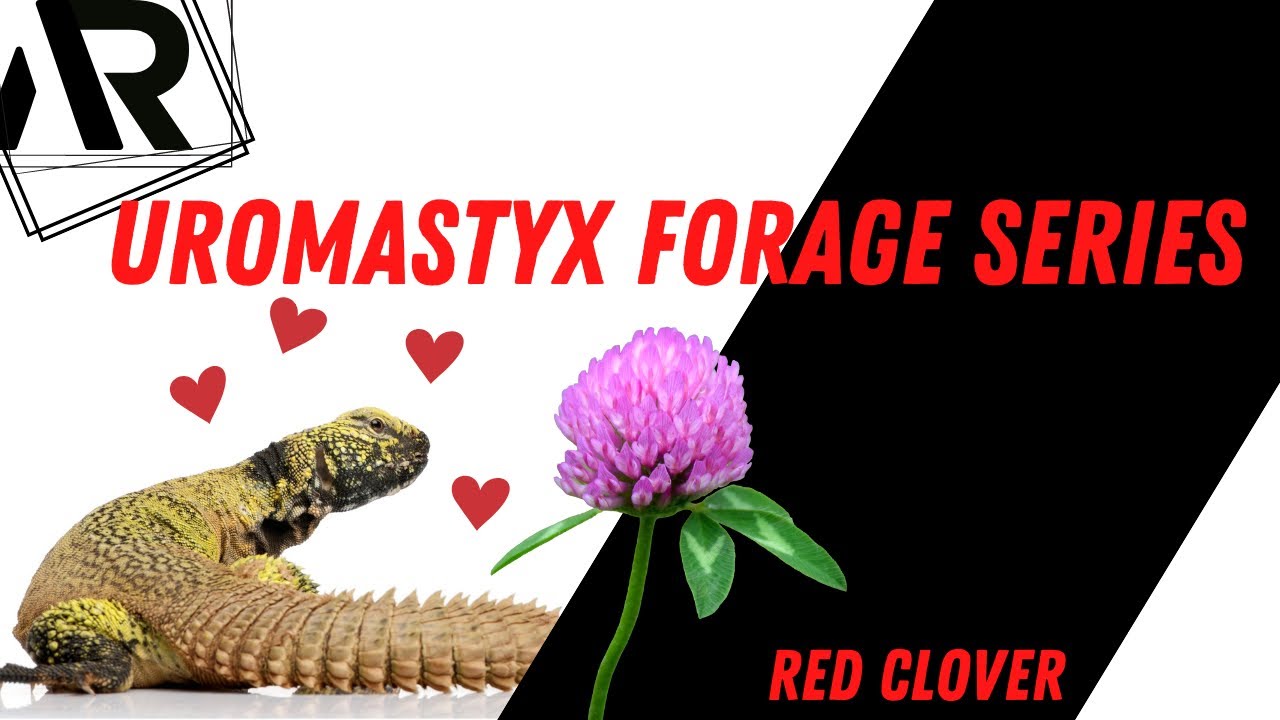 Foraging Wild Plants for Uromastyx YouTube