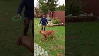 Trick : Get the hoop LEO #rhodesianridgeback  #dog #dogexercise #happydog #happyowner