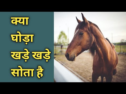 वीडियो: अरब घोड़ों के बारे में सबसे दिलचस्प तथ्य