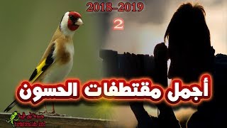 أجمل ما التقطته الكاميرا  من اقوى ترويض طائر الحسون جزء 2