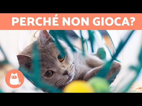 Video: Perché I Gatti Non Ricevono Le Cure Di Cui Hanno Bisogno (e Meritano)