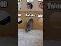 Cat CHOOSES the greatest GAME of ALL time