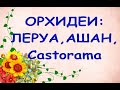 ОРХИДЕИ в Castorama,ЛЕРУА,Ашане:ВСЁ,что БЫЛО 8 января Утром, тц"Мега". Катя,спасибо за видео!!! :))