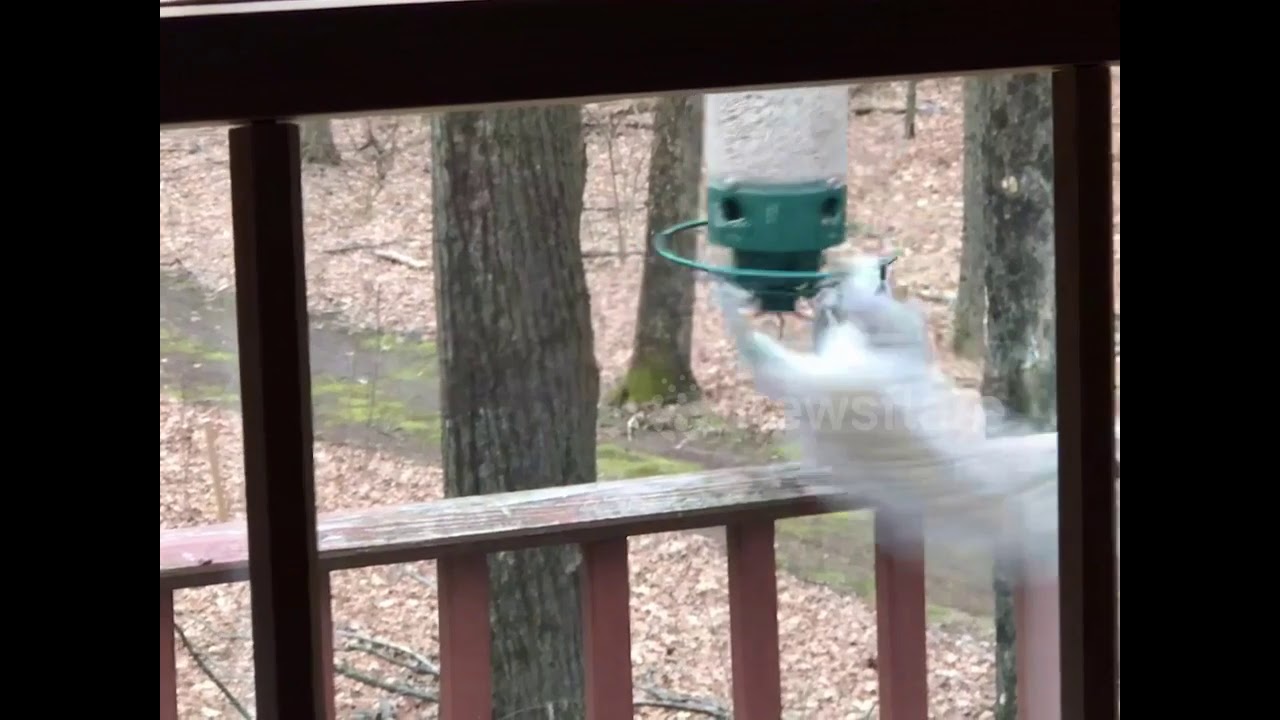 Squirrel Gets Caught Spinning from Bird Feeder YouTube