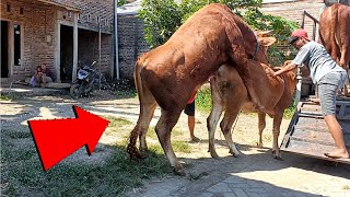 Unión La Calera de toro x Cruzeiro de vaca 2024 cattle fotos pessoas ao vivo info yt2 #76ers #Philad