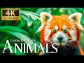 Facinating world animals 4k  exploring relaxation wonderful wildlife film with relaxing piano music