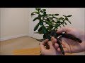 Jade Plant (Pruning To Reduce Size And Encourage Branching)