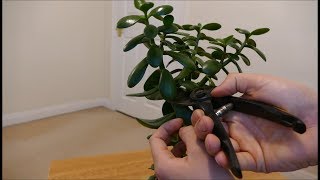 Jade Plant (Pruning To Reduce Size And Encourage Branching)