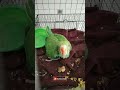 TWENTY DAY BABY PARROT ! HAND EATING