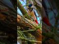 Great Spotted Woodpecker Dendrocopos Major Great Spotted Woodpecker Dendrocopos Major