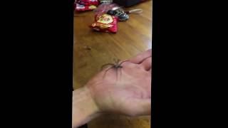 Huge Spider at work by Ewan Todd 24 views 6 years ago 21 seconds