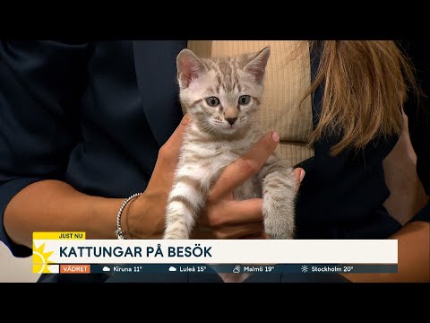 Video: Allt Om Kattungar: Hur Man Bryr Sig