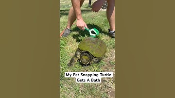 My Pet Snapping Turtle Gets A Bath 🐢🧼#shorts #turtle