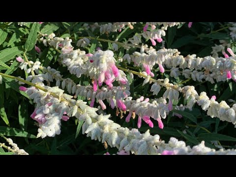 Salvia leucantha 'Velour