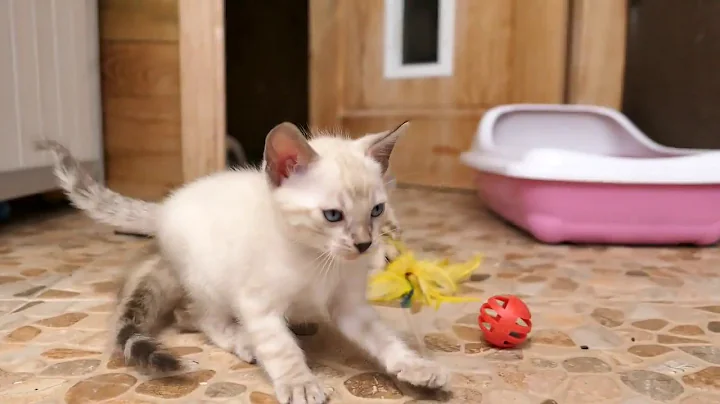Watch the video about Lustige snow lynx und snow mink bengalkitten