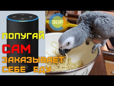 Видео: Smart Pet Parrot использует Amazon Alexa для заказа продуктов, владелец удивлен поставками