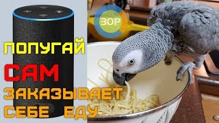 Говорящий Попугай Самостоятельно Делает Покупки На Амазоне | Smart Parrot Self Shopping At Amazon