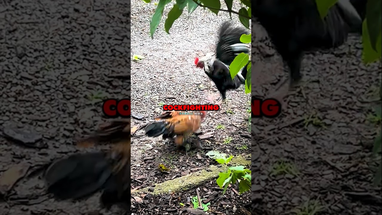 🔥Why Dana White Bought the UFC💰