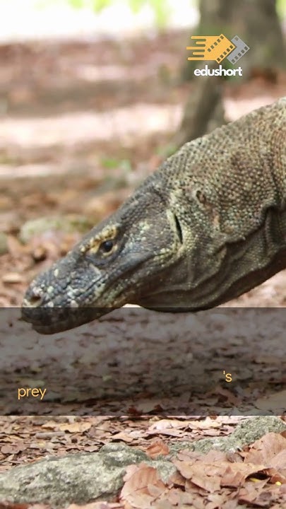 Fakta Menarik tentang Komodo Dragon Mengungkap Misteri Satwa Terbesar