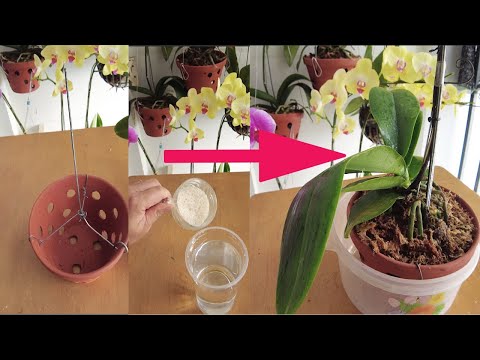Video: Kasvava Vanda Orkidea - Opi Vanda Orkideoiden hoidosta