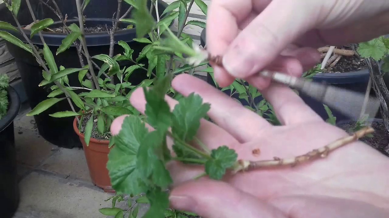 Jostabeeren durch Stecklinge vermehren