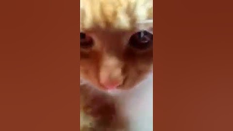 Sanyi a macska