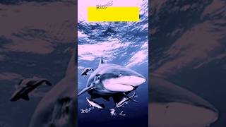 The Largest Sharks In The Worlds Biggest Aquarium ? aquarium shark shorts triptravel24
