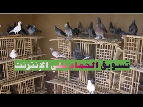 أزاي أبيع انتاجي من الحمام والطيور عن طريق الإنترنت