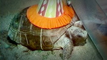 1980s story on Gus the Turtle will have you in stitches