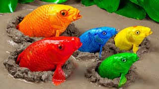 Koi Fish Hunt Eels Emerging From Bamboo Tubes, Crabs - Experiment Colorful Rainbow Stop Motion ASMR